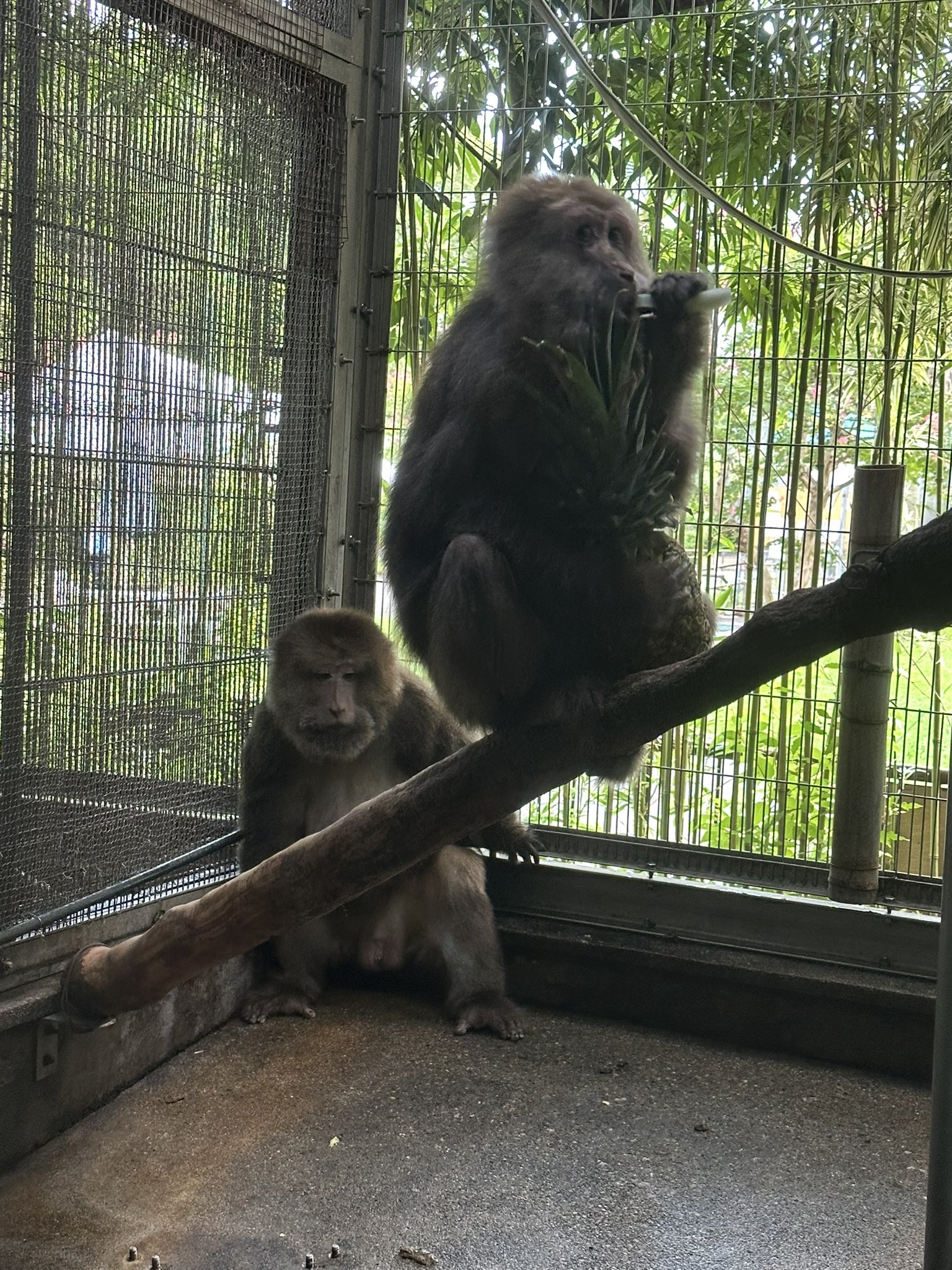 笑う動物たち hq720.jpg?sqp=-