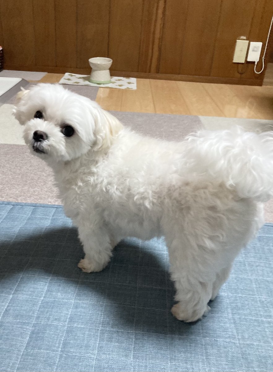 ぽっぽオーダー♡3ワンコちゃん♡ ぽぽ (@i.am.popochi) • Instagram