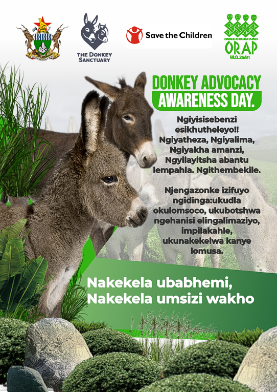 orapzenzele's tweet photo. Donkey Advocacy Awareness Day brought cheer to Matobo Ward 13!
From harness displays to vet tips, farmers & stakeholders united under the theme: Our Donkey: Our Faithful Companion.
A future where donkeys get the care they deserve.
#DonkeyWelfare #Matobo #ORAP
@DonkeySanctuary https://t.co/vRNurKBJEG