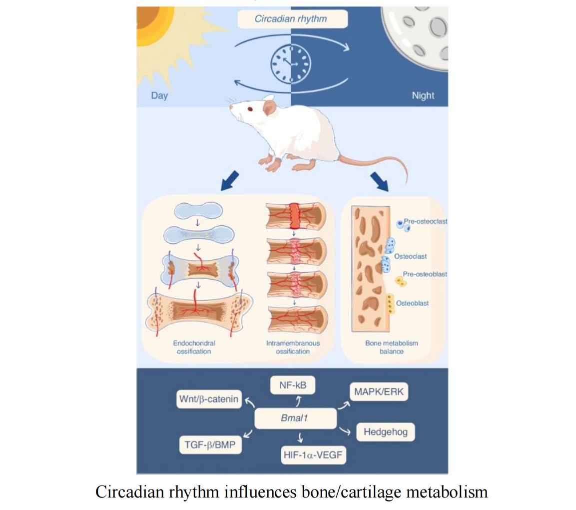 BoneRes_Office's tweet image. Featured in Bone Research&apos;s [Top 5 Articles in the first half of 2025]🥳：Circadian rhythm genes like Bmal1 play key roles in bone and cartilage health. This review explores how Bmal1 regulates these tissues, offering insights for treating related diseases.👇
#bone #Bmal1…