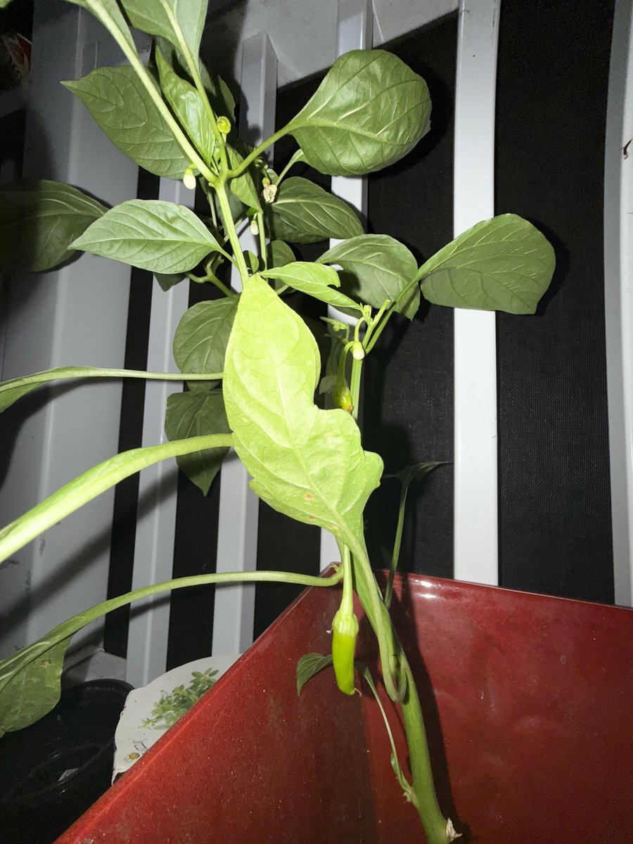 hlp_trezor's tweet image. What is this growing on my basil plant?

I do have a pepper plant growing not too far away from this plant but…there’s no way it’s crossbreeding. Is it a big flower bud?
