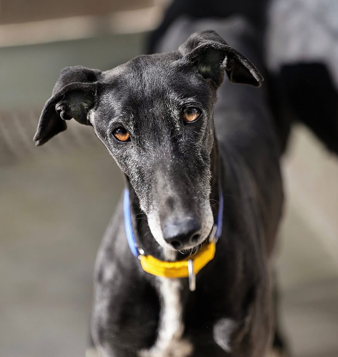 Artie is a 7yr old black galgo that’s struggled to find a home because he’s a worried boy. 
Recently I think he’s just got so fed up of waiting he’s stopped being so worried but is more giving up on hope of a brighter future. 
He will be fine in a home with other dogs and will