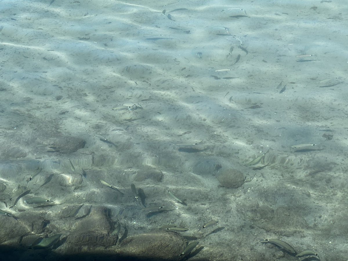 Steve Jacks tweet media