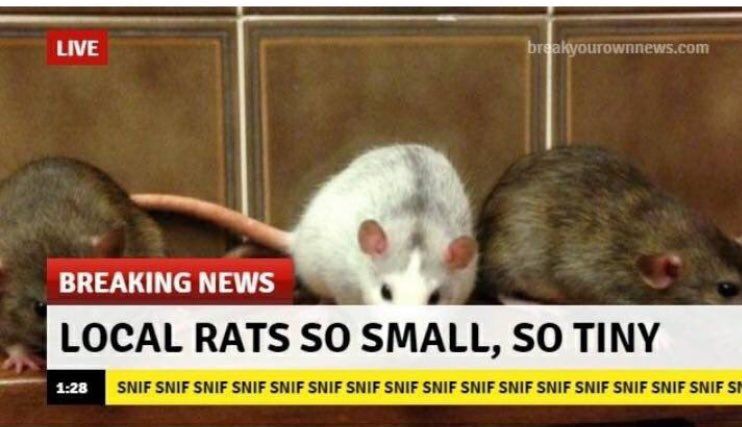 WholesomeMeme's tweet photo. https://t.co/djxlUMo7IK