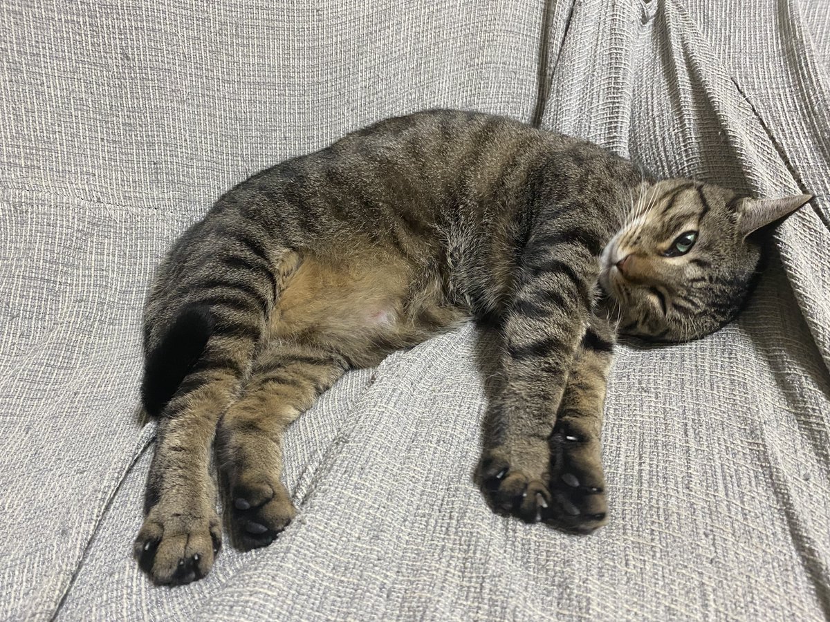 枕にしていい？って聞いてみた