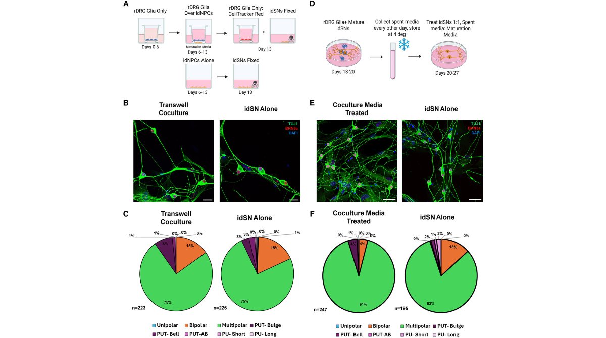stemcellreports's tweet image. New research from @DanaFarber! Satellite glial contact enhances differentiation and maturation of human iPSC-derived sensory neurons providing a better model for investigating human peripheral neuropathies #neuropathy #neuron #glia ow.ly/zv6X50WZpnh

@harvardmed @ISSCR