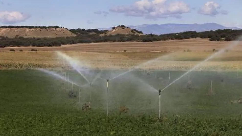 Els Monegros una de les àrees de més biodiversitat península. Piocs salvatges, gangues, Xoriguers petits…Els regadius els faran desapareixer: blat de moro per engreixar porcs i fruiters en mercat saturat, Adéu masos i ramats, adéu ternasco de l’Aragó, biodiversitat i cultura.