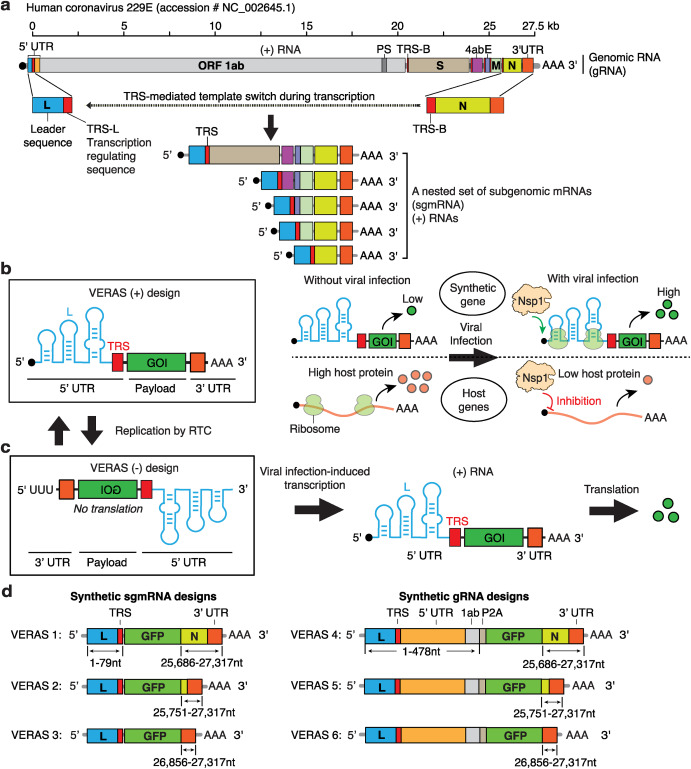 BioDesignR's tweet image. VERAS enables real-time viral detection & antiviral action in live cells, boosting virology research & mRNA medicine potential. #ViralSensing #AntiviralTech
Details:doi.org/10.1016/j.bide…