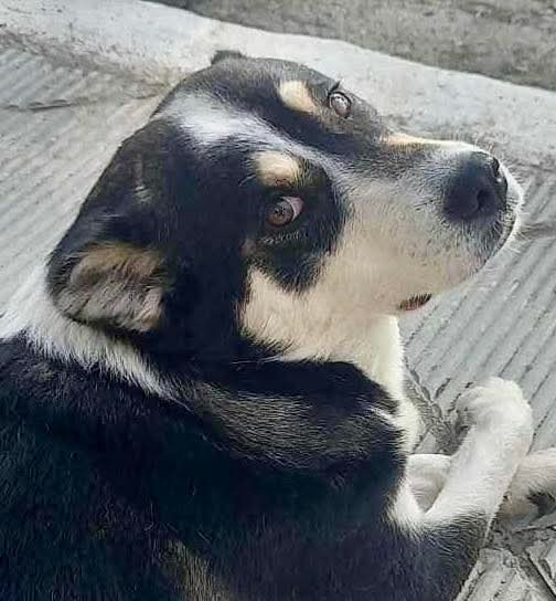elinampounia's tweet photo. Επικοινώνησαν μαζί μου για τη σκυλίτσα της φωτογραφίας. Ζει στο δρόμο στην Ερατεινή Φωκίδας όπου είναι ανεπιθύμητη γιατί γαβγίζει στα αυτοκίνητα (πώς τολμά!). Είναι πολύ φιλική κ ήρεμη με τους ανθρώπους. Μία φίλη τη φροντίζει κ αναλαμβάνει τη μεταφορά της εάν βρεθεί οικογένεια ❤️ https://t.co/k08coOMdTJ