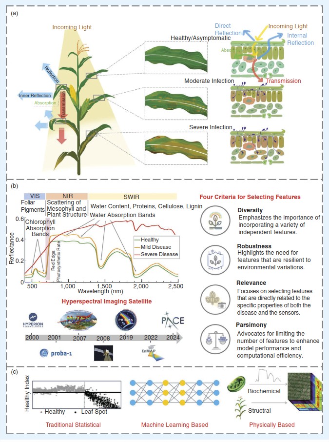Our new review paper shows that hyperspectral remote sensing is a new frontier in crop disease monitoring. Early detection for sustainable farming is feasible despite challenges in cost &amp; adoption.
ieeexplore.ieee.org/document/11173…