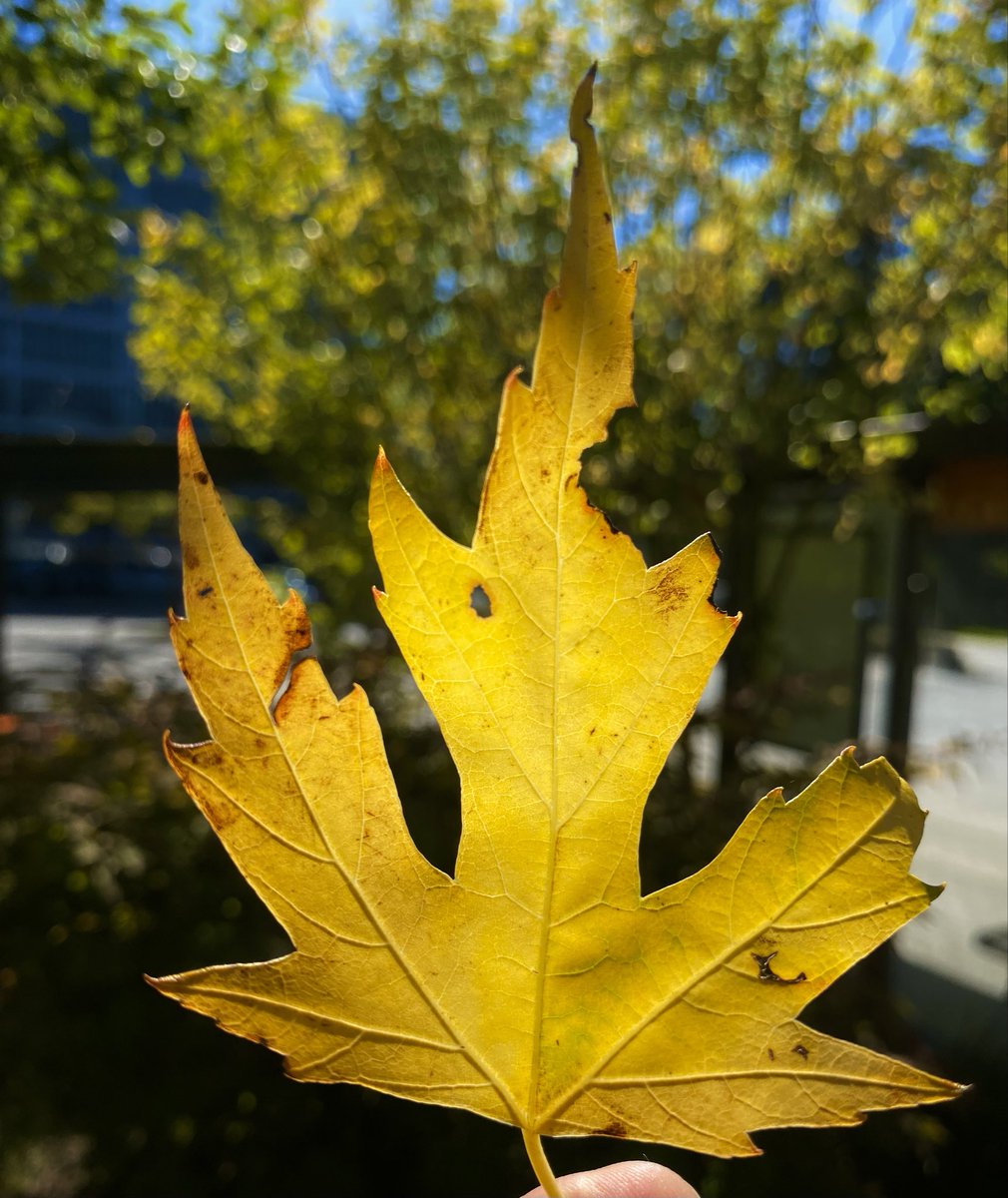 rinku_physics's tweet photo. 🍁 https://t.co/uDNcJI5zKg