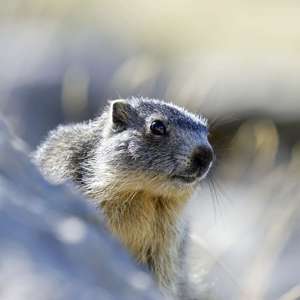 Poupon_la_peste's tweet image. Je vous présente Tic et Tac, deux marmottons que j&apos;ai eu la chance de longuement observer dans le massif de Chartreuse
#marmotte #chartreuse