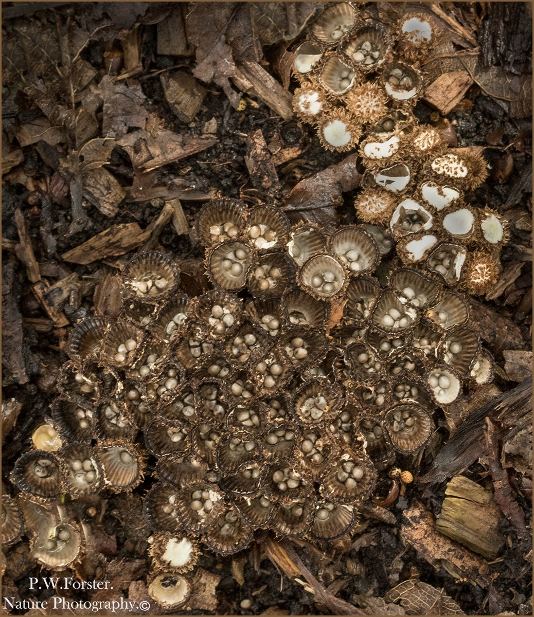 Nice to see the Fluted Birds nest fungi is still established albeit reduced in size .Guis
<a href="/teesbirds1/">teesbirds</a>
<a href="/clevelandbirds/">cleveland birds</a>
<a href="/DurhamBirdClub/">Durham Bird Club</a>
<a href="/YWT_North/">Yorkshire Wildlife Trust - North Yorkshire</a>
<a href="/YorksWildlife/">Yorkshire Wildlife Trust - follow us on Bluesky 🦋</a>
<a href="/NTBirdClub/">Northumberland & Tyneside Bird Club</a>
<a href="/wildlifemag01/">WildLife Magazine</a>
<a href="/YorkBirding/">York Birding</a>
#Nikon #forever 
<a href="/fungi/">Fungi</a> <a href="/TheBotanics/">Royal Botanic Garden Edinburgh</a> #Fungi