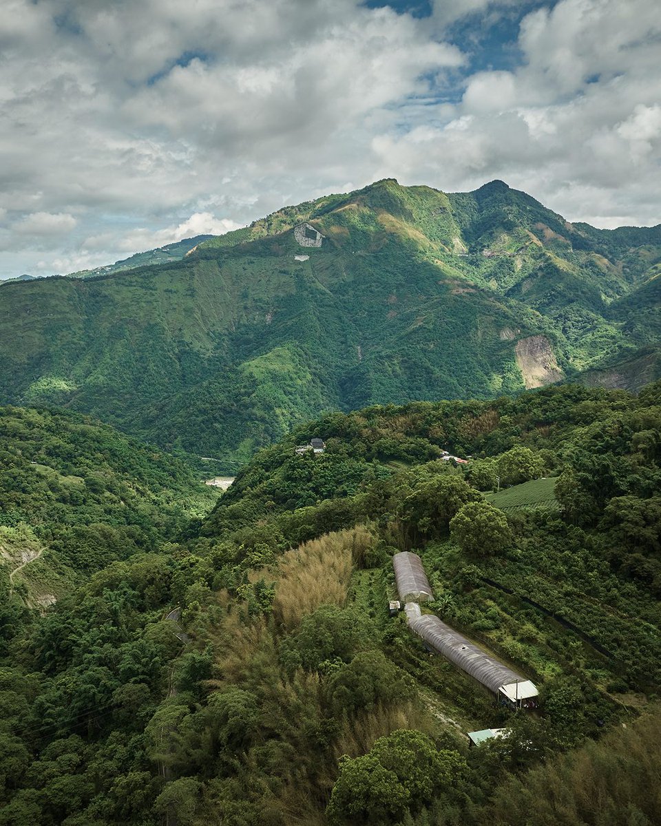 calebkramer's tweet image. Blue Bottle just dropped an ultra-premium coffee from Alishan, Taiwan, better known for the &quot;champagne of tea.&quot;

I’ll be in the area this November, apparently this farm is super private but hoping to find one like it.