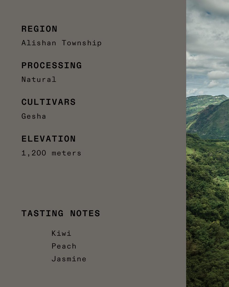 calebkramer's tweet image. Blue Bottle just dropped an ultra-premium coffee from Alishan, Taiwan, better known for the &quot;champagne of tea.&quot;

I’ll be in the area this November, apparently this farm is super private but hoping to find one like it.