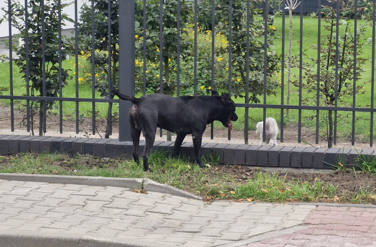 SluzbyiObywatel's tweet image. Wczoraj jechałem rowerem po Płudach na Białołęce. W pewnym momencie moją uwagę przykuło zamieszanie. Około 30 kg bezpański Pitbull zagryzał małego psa. Właścicielka pieska krzyczała wzywając pomocy. Zatrzymałem się ja i jeden z kierowców. Przystąpiliśmy do działania.

Kilka…