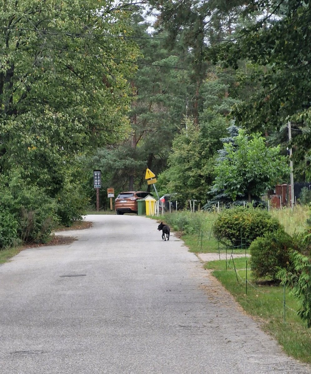 SluzbyiObywatel's tweet image. Wczoraj jechałem rowerem po Płudach na Białołęce. W pewnym momencie moją uwagę przykuło zamieszanie. Około 30 kg bezpański Pitbull zagryzał małego psa. Właścicielka pieska krzyczała wzywając pomocy. Zatrzymałem się ja i jeden z kierowców. Przystąpiliśmy do działania.

Kilka…