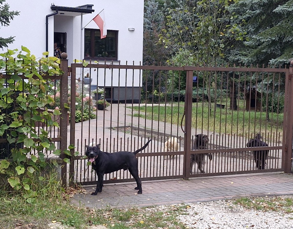 SluzbyiObywatel's tweet image. Wczoraj jechałem rowerem po Płudach na Białołęce. W pewnym momencie moją uwagę przykuło zamieszanie. Około 30 kg bezpański Pitbull zagryzał małego psa. Właścicielka pieska krzyczała wzywając pomocy. Zatrzymałem się ja i jeden z kierowców. Przystąpiliśmy do działania.

Kilka…