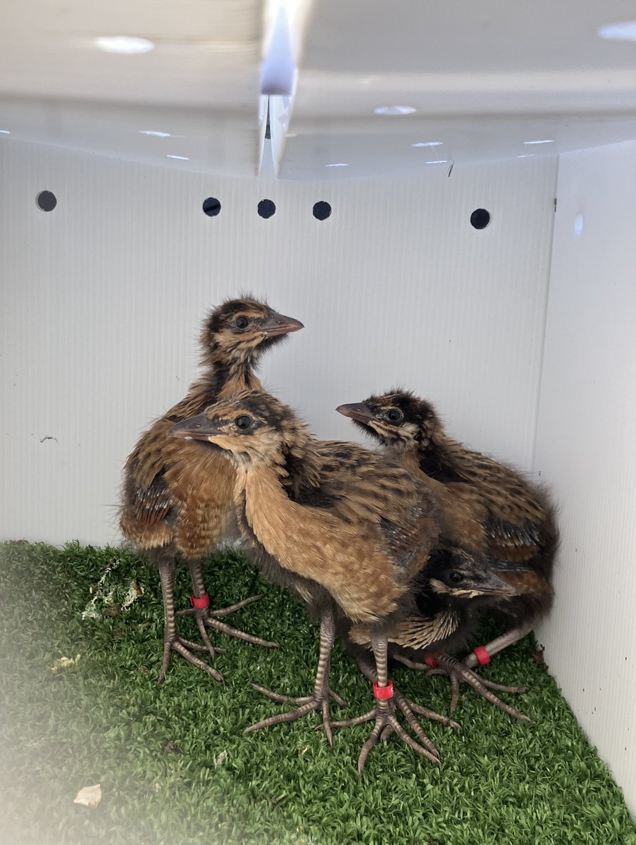 These chicks (from Deepdale Conservation Trust in Norfolk) have been held in pre-release pens in the #LDV from day 14 to day 34, before being released onto the site here (having fixed on the night sky and hopefully now knowing the Lower Derwent Valley as 'home') 🐥