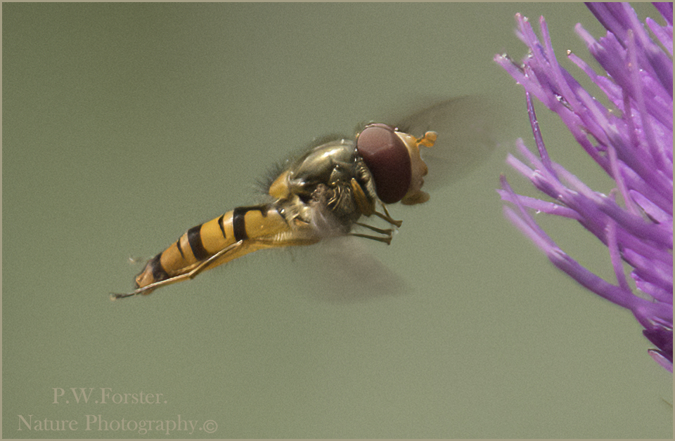 Hoverfly from Guisborough bit more challenging  
<a href="/teesbirds1/">teesbirds</a>

<a href="/clevelandbirds/">cleveland birds</a>

<a href="/DurhamBirdClub/">Durham Bird Club</a>

<a href="/TeesmouthNNR/">TeesmouthNNR</a>

<a href="/YWT_North/">Yorkshire Wildlife Trust - North Yorkshire</a>

<a href="/YorksWildlife/">Yorkshire Wildlife Trust - follow us on Bluesky 🦋</a>

<a href="/NTBirdClub/">Northumberland & Tyneside Bird Club</a>
<a href="/wildlifemag01/">WildLife Magazine</a>

<a href="/YorkBirding/">York Birding</a>

<a href="/RoyEntSoc/">Royal Entomological Society</a>
<a href="/YNU/">B</a> #Hoverflies #insects 
#damselflies #Insects #Dragonflies #Macro