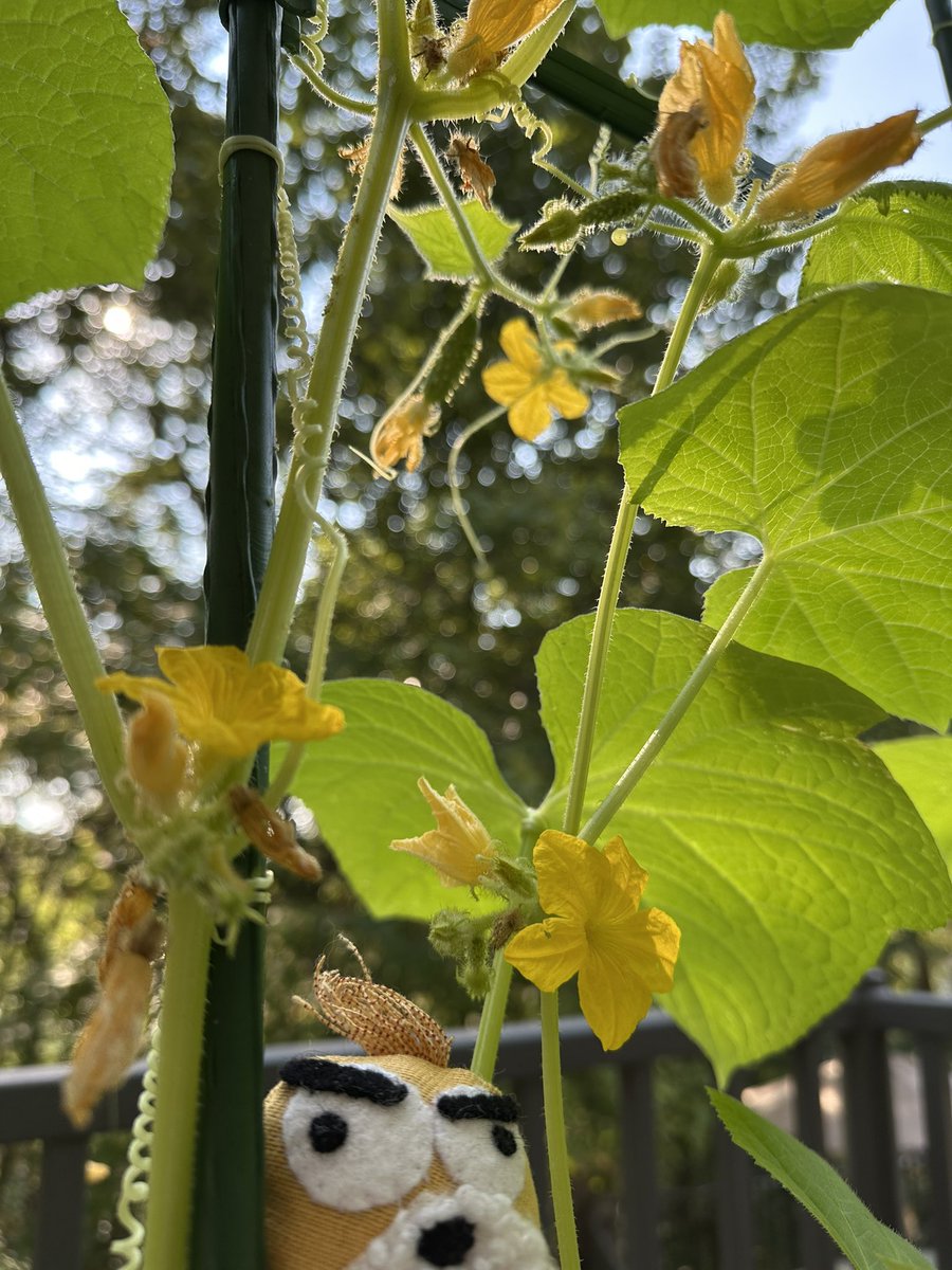 GM 🌞
Yellow’s checking on his garden 🥒