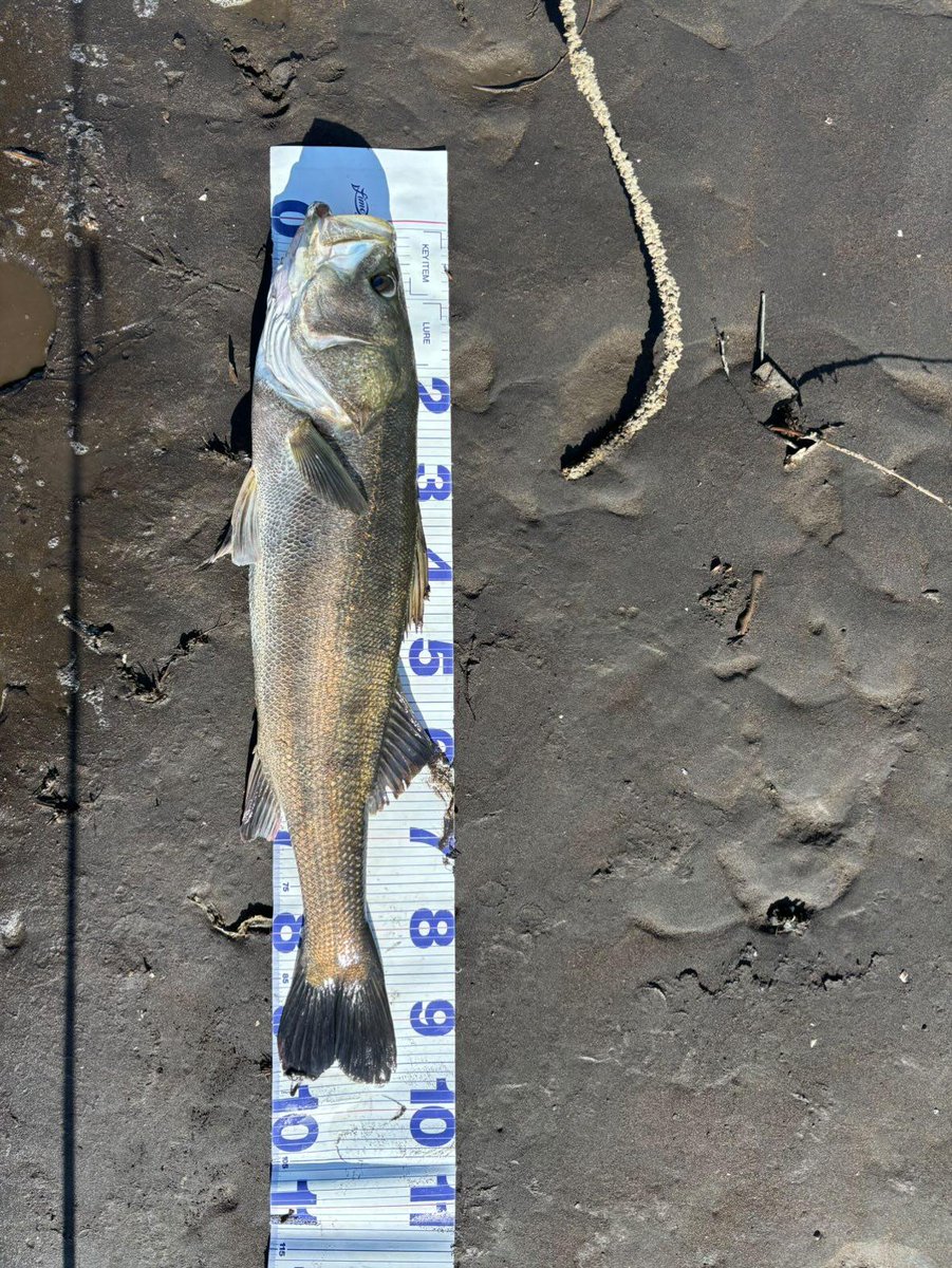 中馬貴寛 tweet media