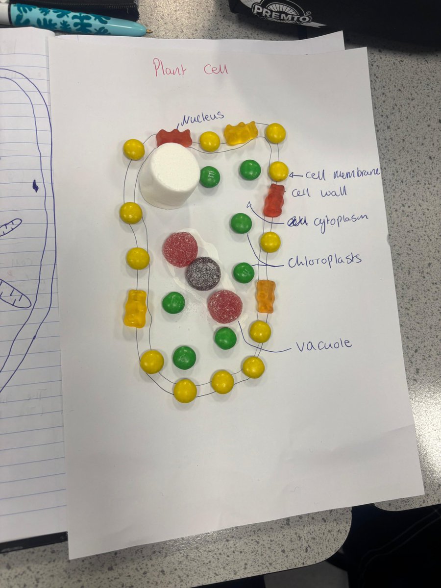 VirCollege's tweet image. Ms. Donohoe’s science class got creative today - building cell models out of jellies! 🍬🧫

#ScienceClass #HandsOnLearning #STEM