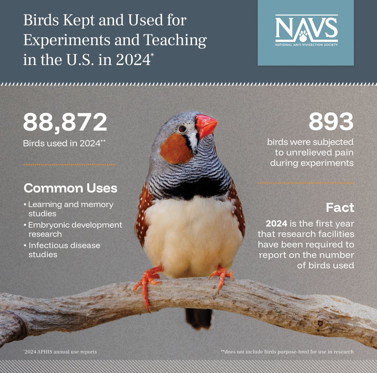 NAVS_US's tweet image. Friday Facts: In 2024, labs reported using 88,872 birds in experiments for the first time. Nearly 900 endured unrelieved pain. It’s time for science to move forward without animal suffering.

Learn more: bit.ly/4pmEvt3

#FridayFacts #EndAnimalTesting #StopAnimalTesting…