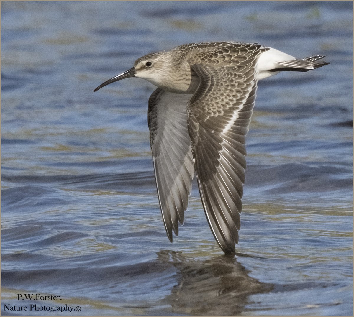 Curlew Sandpiper from N Gare very obliging and recent
<a href="/teesbirds1/">teesbirds</a>
<a href="/clevelandbirds/">cleveland birds</a>
<a href="/DurhamBirdClub/">Durham Bird Club</a>
<a href="/YWT_North/">Yorkshire Wildlife Trust - North Yorkshire</a>
<a href="/YorksWildlife/">Yorkshire Wildlife Trust - follow us on Bluesky 🦋</a>
<a href="/NTBirdClub/">Northumberland & Tyneside Bird Club</a>
<a href="/wildlifemag01/">WildLife Magazine</a>
<a href="/YorkBirding/">York Birding</a>
<a href="/waderquest/">Wader Quest</a>
#Nikon #forever
<a href="/Waderworld1/">Wader-World 🌍</a>
@birds
<a href="/TheSeabirdGroup/">The Seabird Group</a> 
<a href="/BirdWatchingMag/">Bird Watching</a>