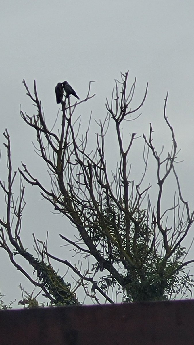 PsychicWitch13's tweet image. 🖤🖤
#crowmagic