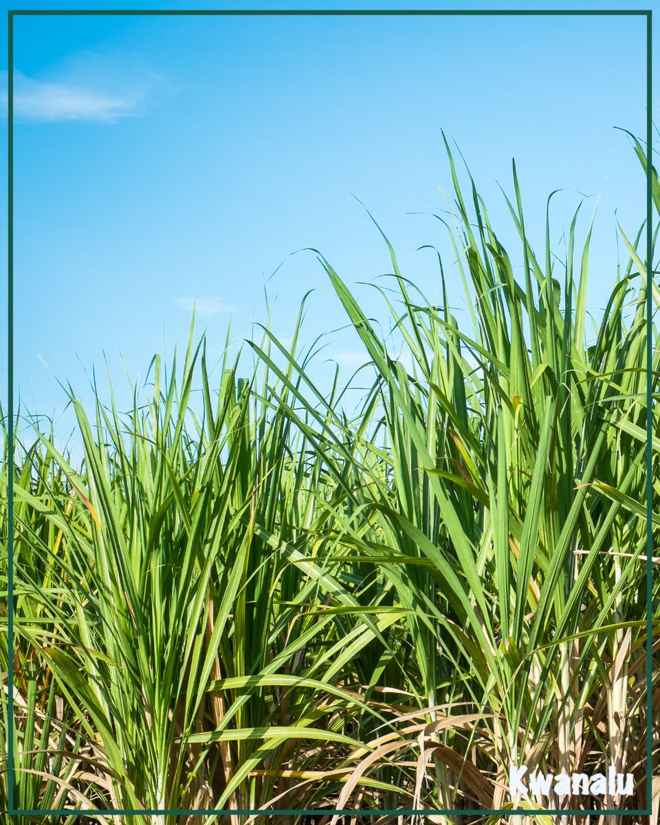 #Sugarcane producers don’t just grow a crop – they grow an industry that fuels jobs, supports rural economies &amp; sustains thousands of livelihoods across #KZN’s rural areas. 🌾 To our sugarcane producers – #thankyou for making KZN sweeter! 🇿🇦❤