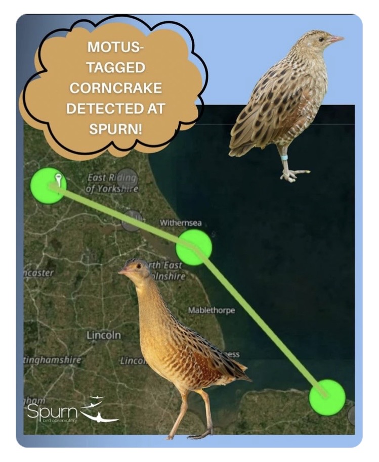 Fantastic to see how one of our Corncrakes has migrated out of the #LDV – in line with what we would expect for wild Scottish chicks. Great use of the Motus network, which alongside our joint Jack Snipe project, shows the potential of how this tracking system can deliver.