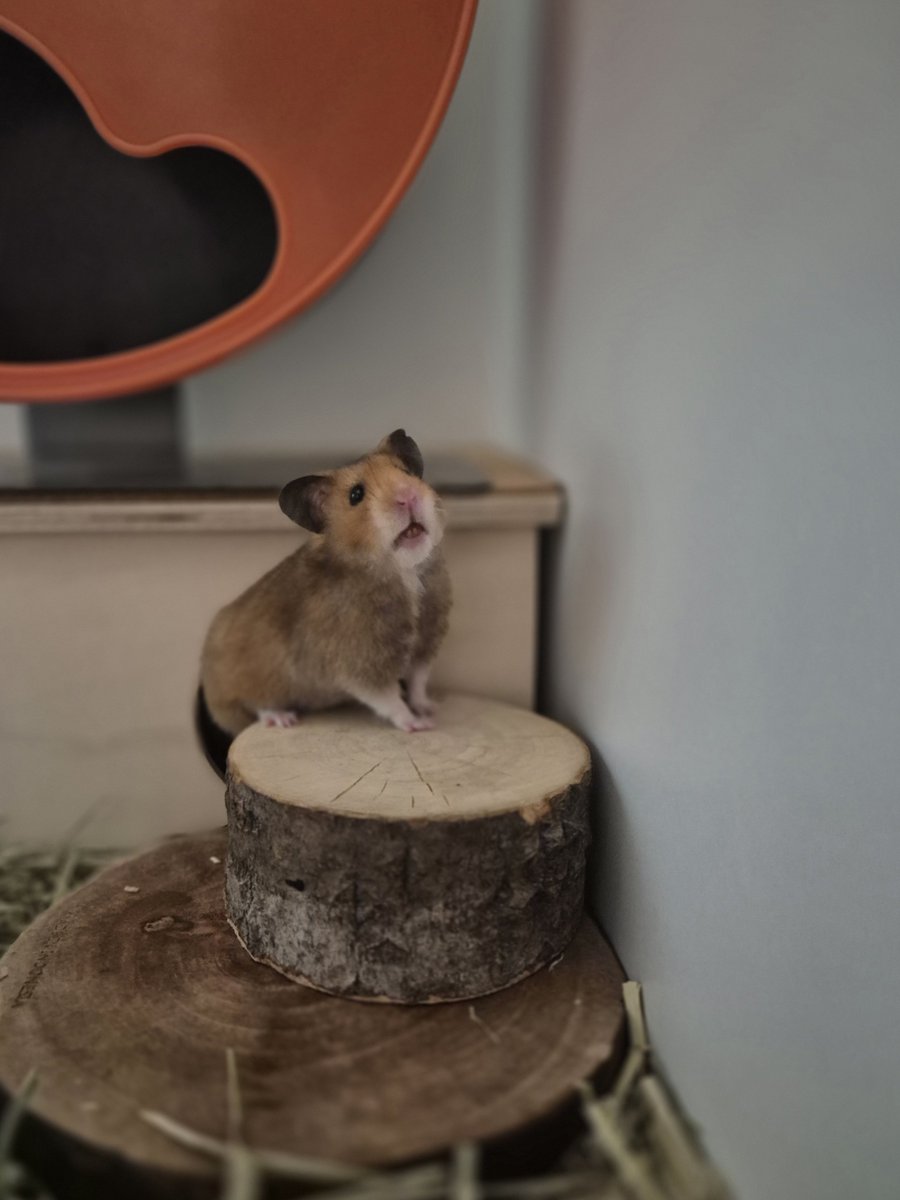 용용이네 🍑 (@ucamemeee) on Twitter photo 