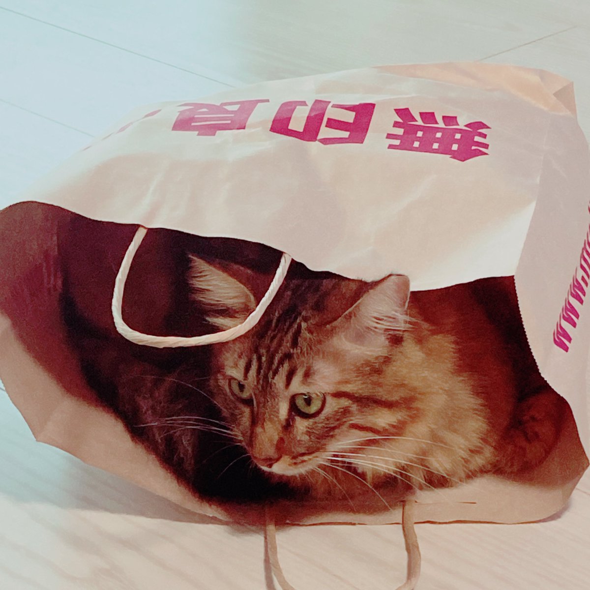 わーは落選したけど、さ。
手作りアイテムにNFCタグが仕込まれてて、さ。
STARみたいに、スキャンしたら製作者からの隠しメッセージ動画が見られる、なんて仕組みがあったら、それはとても素敵だなぁと思うね。
#SkyArtFest