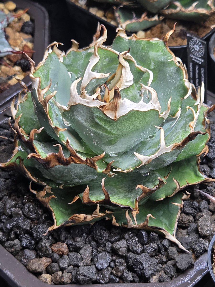 takahiron826 tweet media