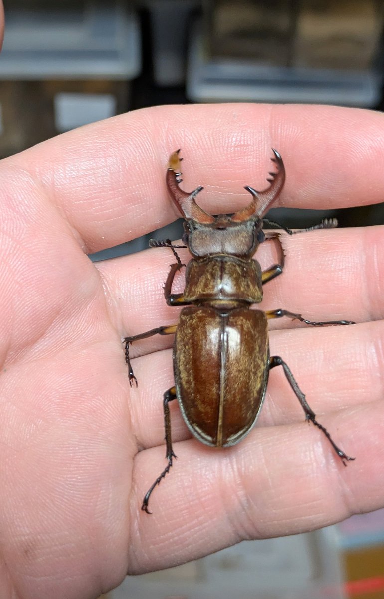 クワカブ好き かぶぶくわわ (@mushi_lowkun) / X