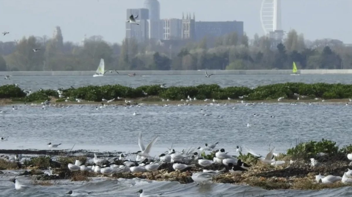⭐ Rescue mission success: Langstone Harbour’s lagoon islands were raised &amp; reshaped just in time... before a massive surge tide swept through. Now, Black-headed gull &amp; tern numbers are rising. 🌊🪶 

Read more: bird-watchers.com/langstone-harb…

#Conservation #ClimateAction