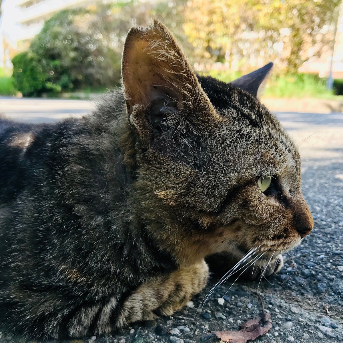 一閑張り（猫） 一閑張りバッグ 『華と猫』なか袋無し | iichi 日々の暮らしを