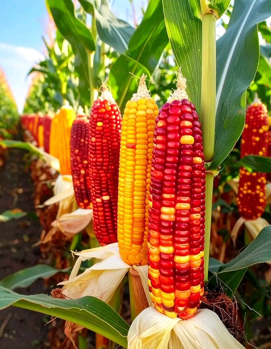 Agriculturenott's tweet image. From the field to the table, this harvest bridges beauty with nourishment, reminding us that every meal begins as a miracle in nature’s embrace. 🌽Standing tall in rows, these multi-hued corn cobs mirror a farmer’s joy—rich, radiant, and plentiful.

#cornmaze #cornhole