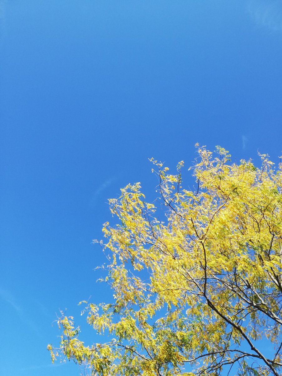Good afternoon, hope you all enjoy this beautiful Friday. Have a wonderful weekend 😎#Autumn #FridayFeeling #summer #weekendvibes #weekend #nature #friday