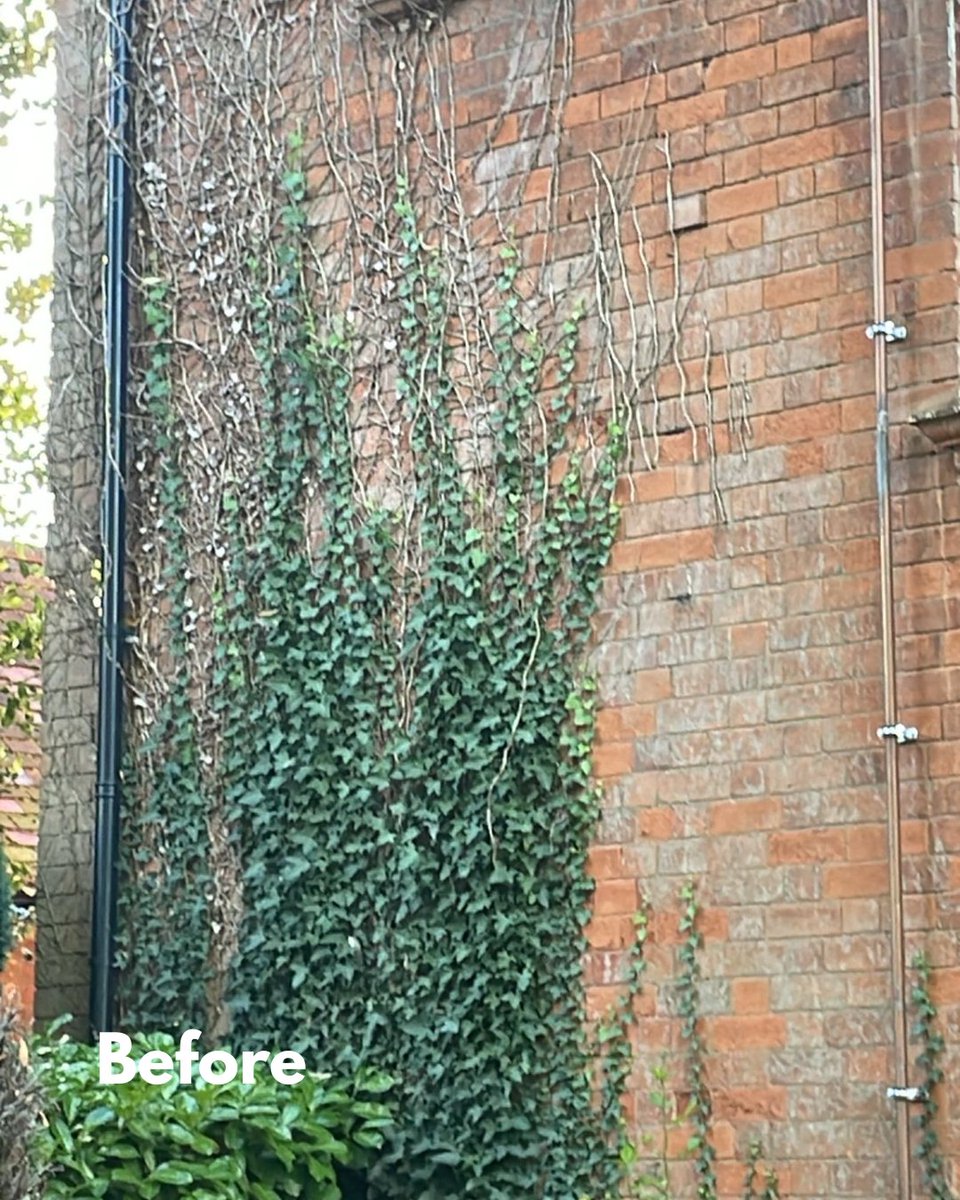 BossBeechwood's tweet image. Ivy removal in action 🌿✨ While it can add character, ivy can also weaken walls, trap moisture, and damage brickwork over time. That’s why professional removal is key to protecting your property. #BeechwoodTeam #TreeSurgery #Landscaping