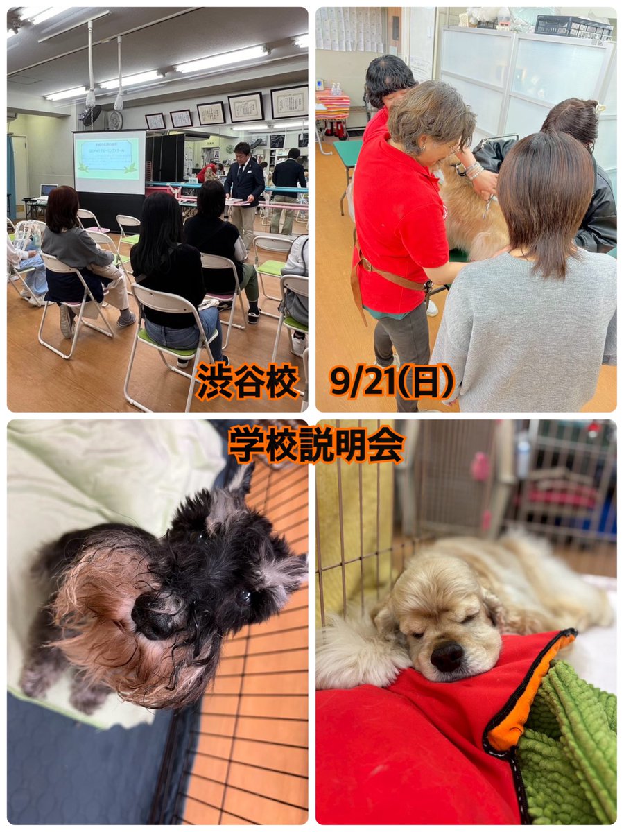 SJD_DOG's tweet photo. 渋谷校

9/21(日)渋谷校
説明会のお知らせ📢

学校選びに悩んでる方
トリマーになりたい方は
是非お気軽にお越しください！

ハサミを使った体験もあります✂️♪♪

ご予約は不要です！
13:15受付
13:30〜開始(実技教室にて) https://t.co/rZjrARoMJq