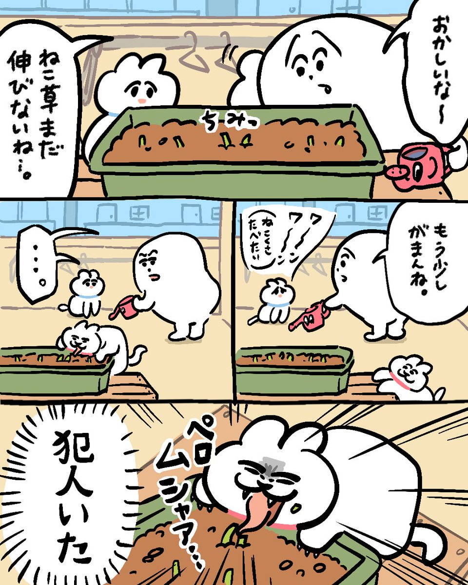 ねこ草が伸びない理由