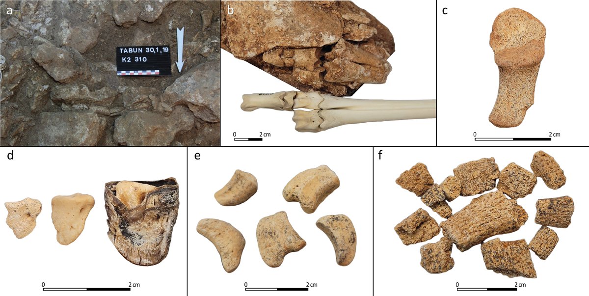 Meir Orbach tweet media