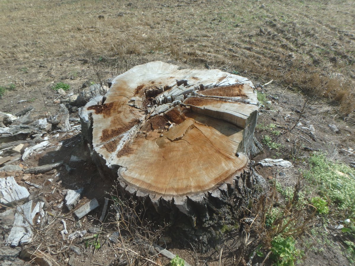 Par dižkoku iznīcināšanu piespriež bargus sodus: daba.gov.lv/lv/jaunums/par….