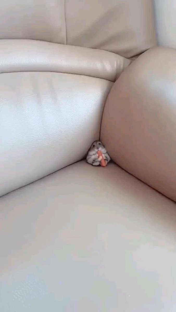 TweetsOfHamster's tweet photo. Tiny ham 🐹 https://t.co/OytQq58c1q
