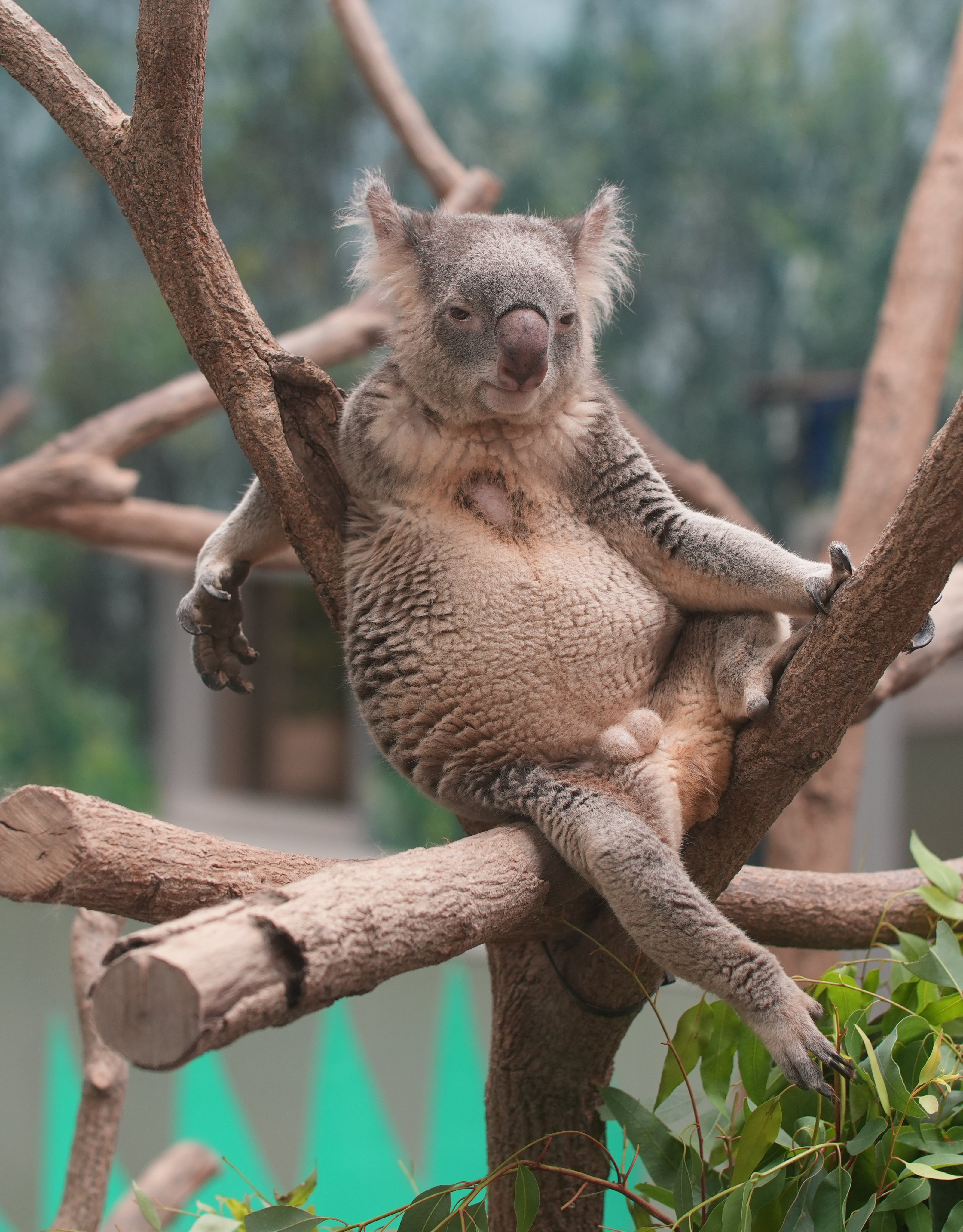 みるきー みるきー (@milkyma2) / X