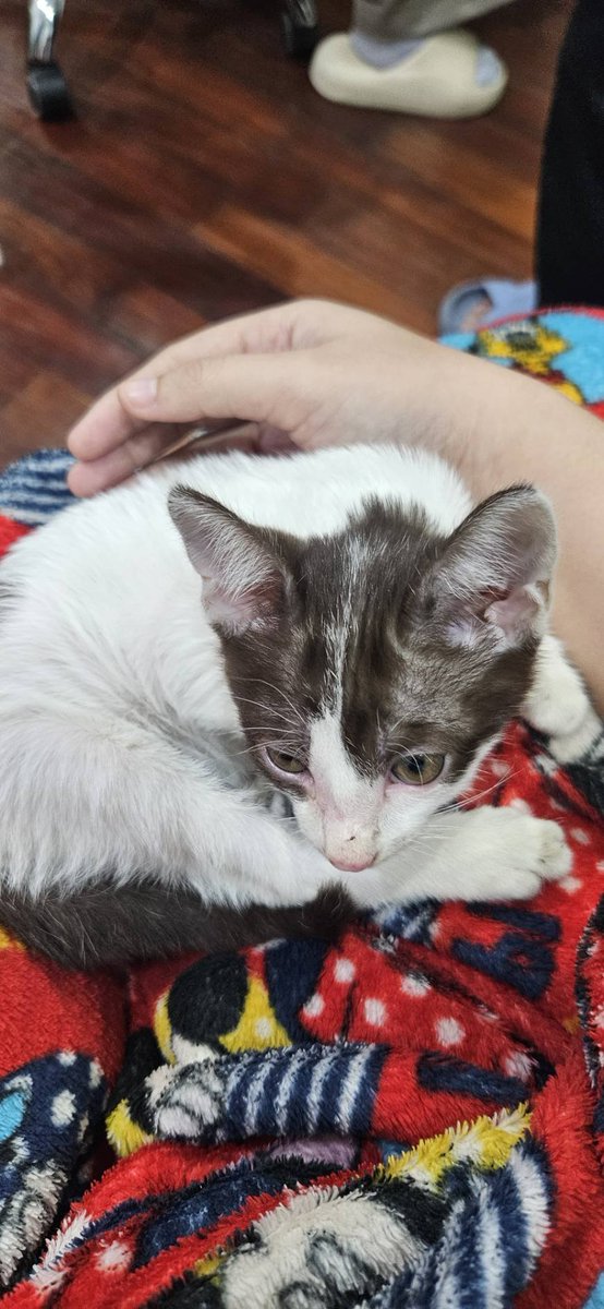 🏠หาบ้านให้น้องแมว🏠

พันธุ์ไทยค่ะ เพศผู้ อายุประมาณ 2 เดือนครึ่งค่ะ น้ำหนักประมาณ 1 กิโลกรัม ถ่ายพยาธิแล้วแต่ยังไม่ได้ฉีดวัคซีนใดๆค่ะ คุณหมอแจ้งว่าให้เลี้ยงเพื่อดูอาการก่อน 14 วันค่ะถึงจะฉีดได้
พิกัด : พระราม 6 อารีย์ ประดิพัทธ์
เบอร์ : 0623754418