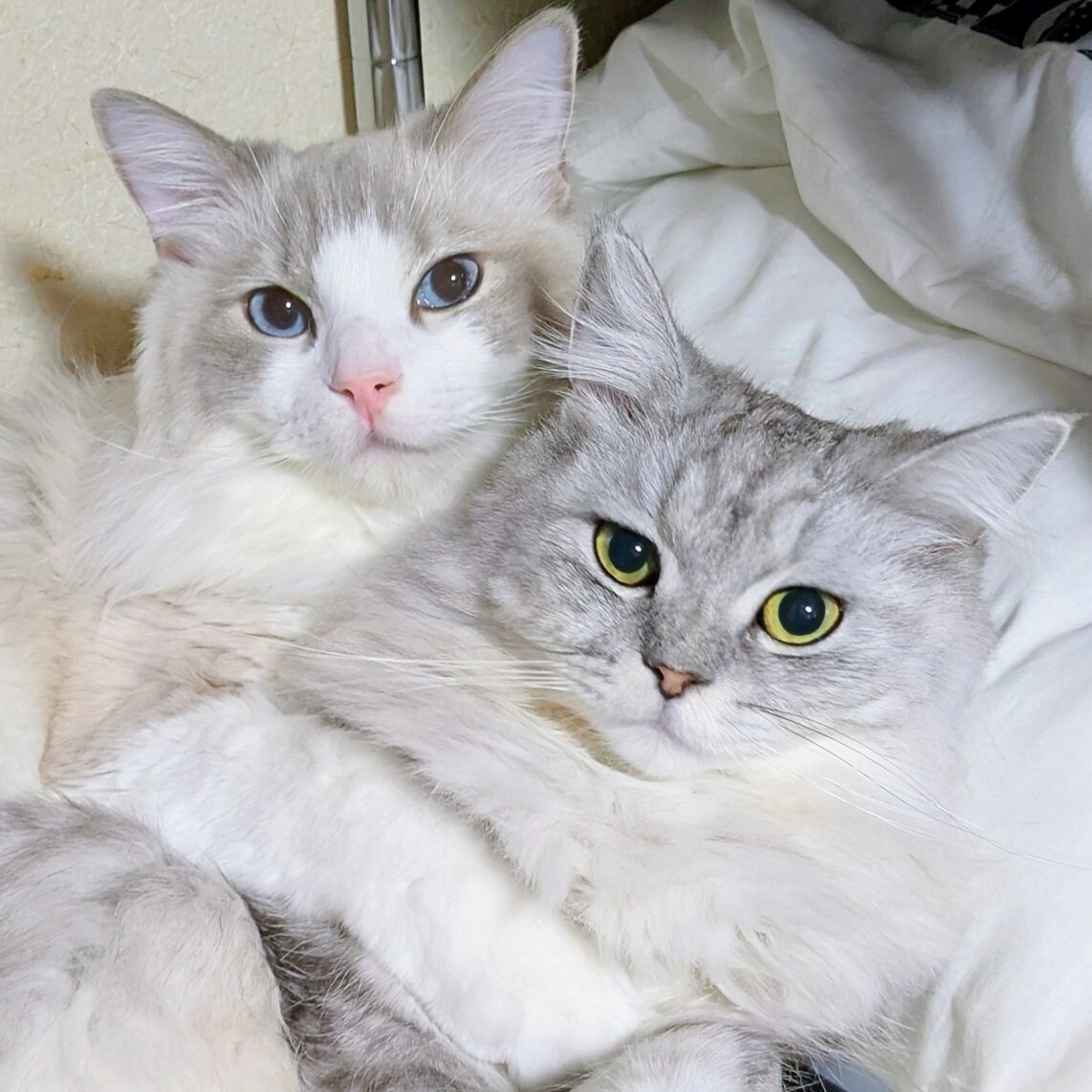 抱きつきもふもふコンビ🐾
いいお顔だね✨