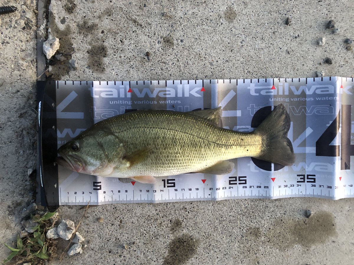 今日は有給休暇で五三川😊
結果は8B5Fでした🎣
荒れたら適度なアピールが必要ですね😆
フルレンジCCがよく曲がって楽しめました👍
#テイルウォーク
#フルレンジCC
#クロスピアBF